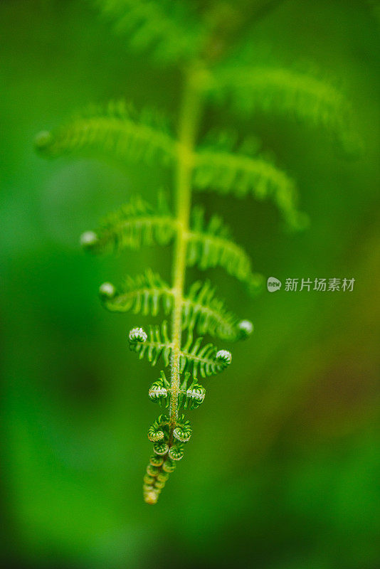 蕨类植物的Macrophotography Shots